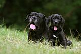 CANE CORSO 930